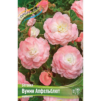 Бегония Вумми Апфельблют 4/5 40 шт Шоу-Бокс 8806