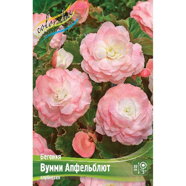 Бегония Вумми Апфельблют 4/5 40 шт Шоу-Бокс 8806