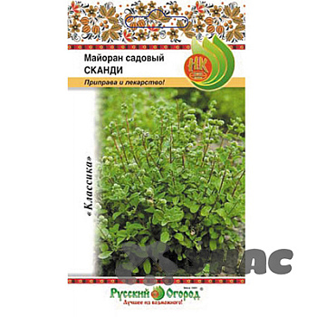 Майоран Сканди НК Ц