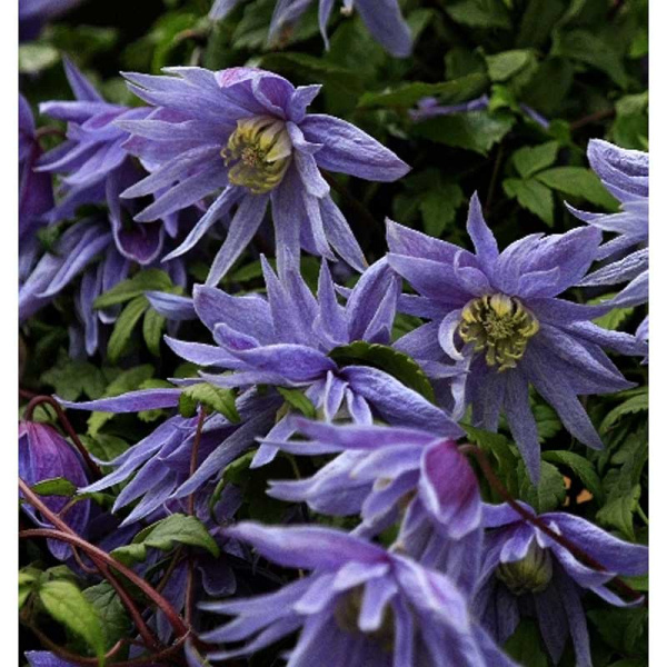 Клематис Майдвелл Холл C2