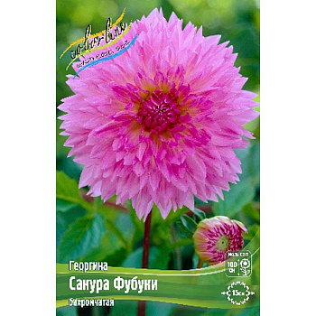 Георгина Сакура Фубуки I 1 шт