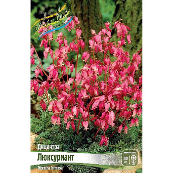 Дицентра Люксуриант I 1 шт