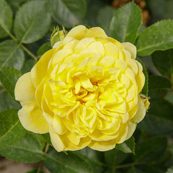 Роза флорибунда Анни Дюпрей Садовита