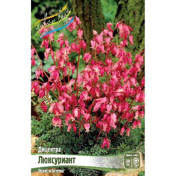 Дицентра Люксуриант I 1 шт