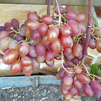 Виноград Юбилей Кострикина Очень ранний Садовита