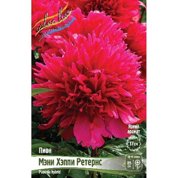 Пион Мэни Хэппи Ретернс 2/3 n 25 шт Биг-пак 13455