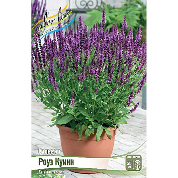 Сальвия Роуз Куинн I 1 шт
