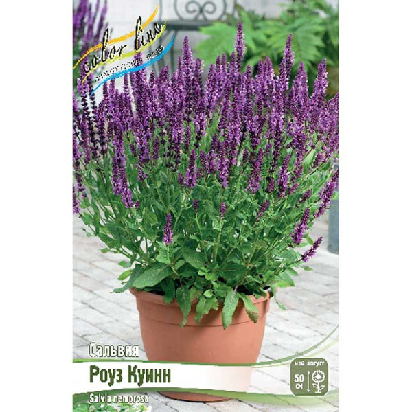 Сальвия Роуз Куинн I 1 шт