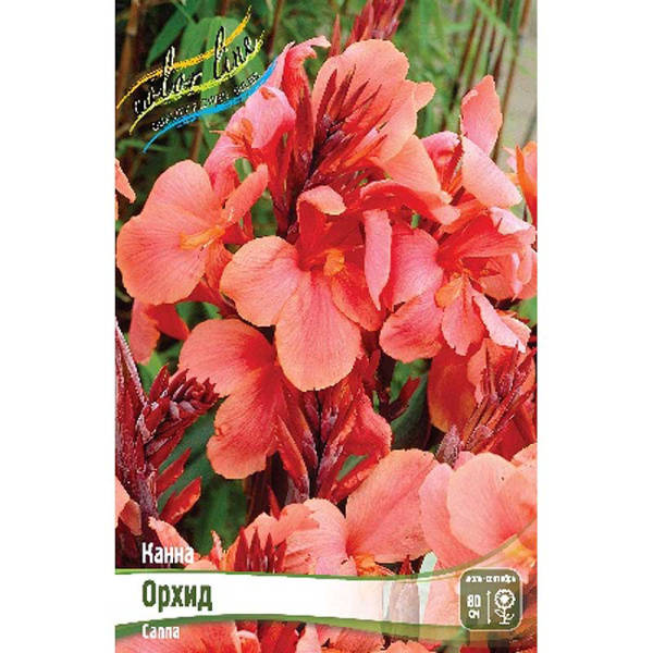 Канна (Зелен) Орхид I 1 шт