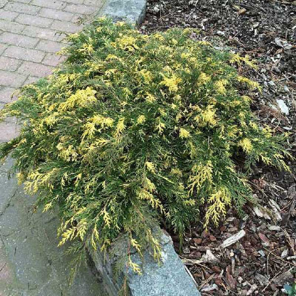 Микробиота Перекрестнопарная Карнавал C3 25-30cm