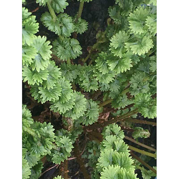 Кочедыжник Фризелли I 1 шт