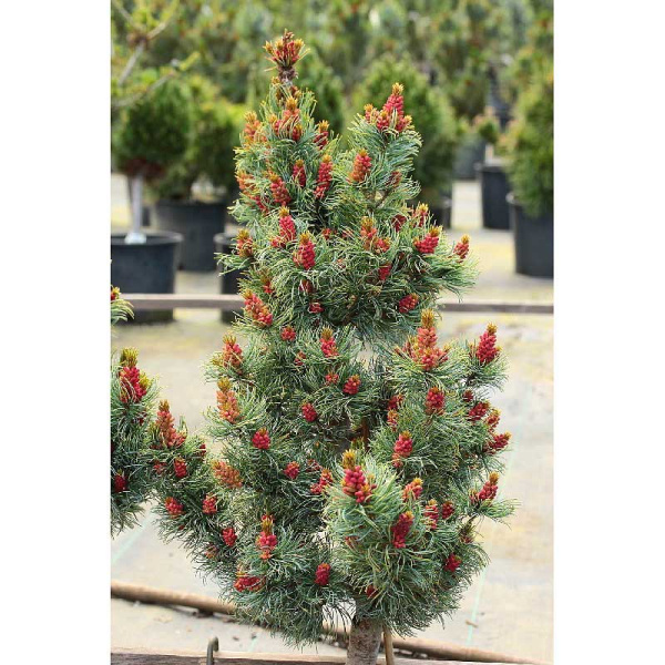 Сосна Мелкоцветковая Бергман 30-40см