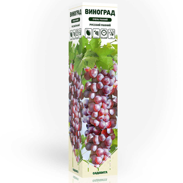 Виноград Русский ранний очень ранний Садовита