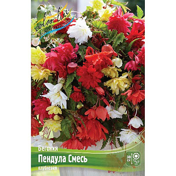 Бегония Пендула Смесь 5/6 3 шт 