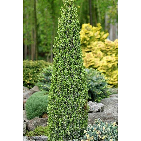 14335 Можжевельник Обыкновенный Juniperus Communis Compressa P9 Садовита
