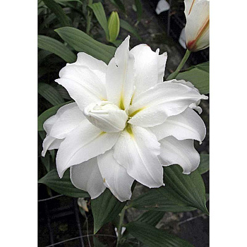 Лилия Roselily Рамона 12/14 1 Эконом шт