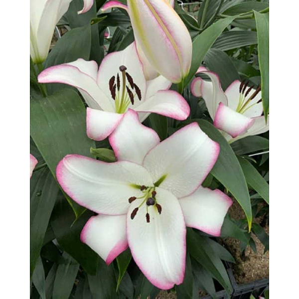 Лилия Йоркшир 14/16 5 шт 