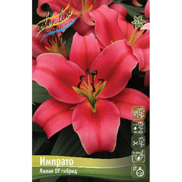 Лилия Импрато 12/14 25 шт Биг-Пак 10509