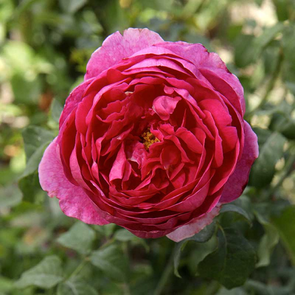 Роза шраб Янг Люсидас (английская) Садовита