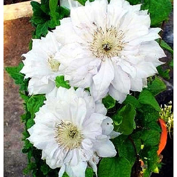 Клематис Мать Сиедлиска P9 шт