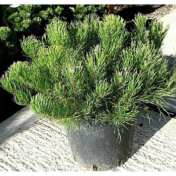 Сосна Горная Мугус P9 10-15