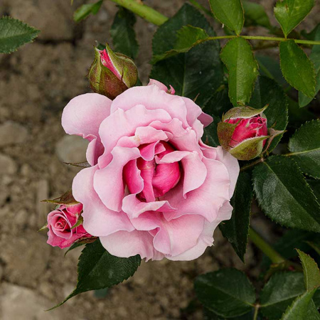 Роза флорибунда Санта Барбара Садовита