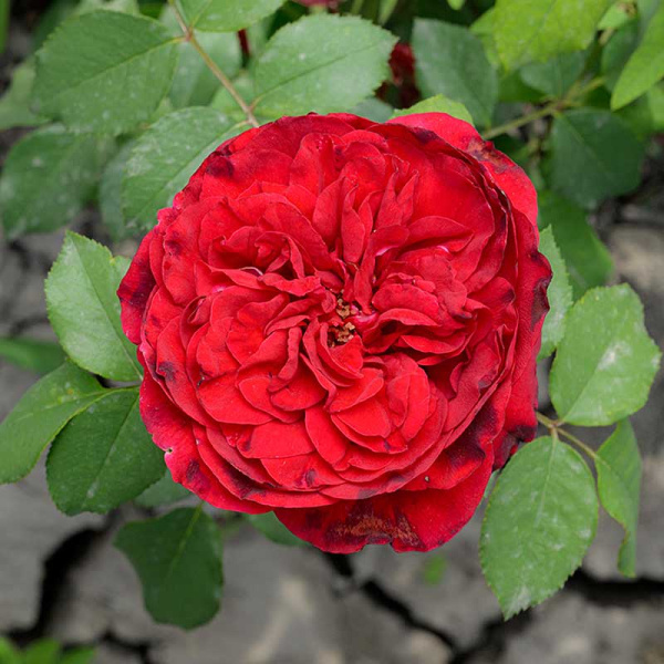 Роза Чайно-гибридная Травиата Садовита