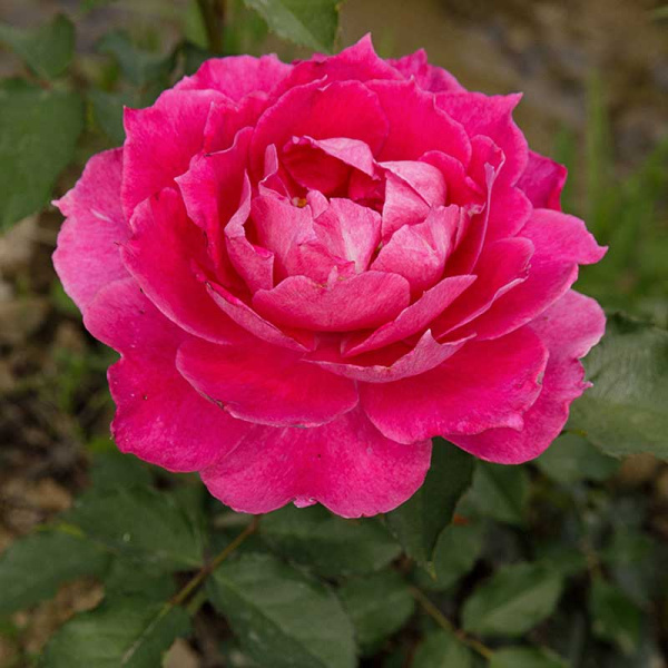 Роза шраб Шахерезада Садовита