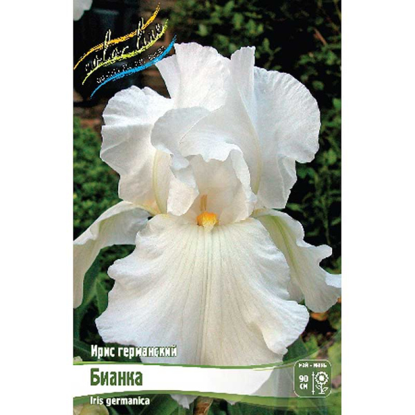 Ирис Германский Бианка I 25 шт Биг-пак 9333 