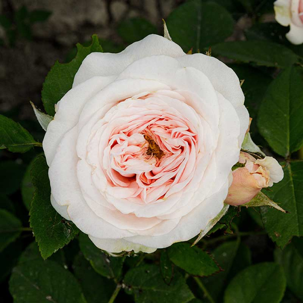 Роза шраб Арвен (Английская) Садовита