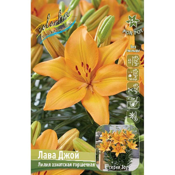 Лилия Лава Джой 11/12 7 шт