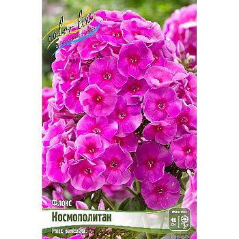 8060 Биг-Пак Флокс Космополитан I 25 шт