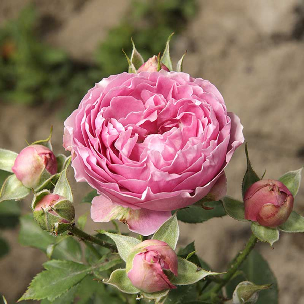 Роза спрей Мисти баблс Садовита