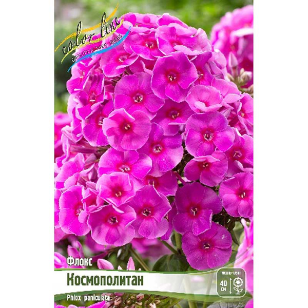 8060 Биг-Пак Флокс Космополитан I 25 шт