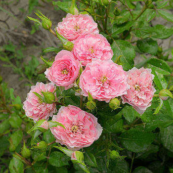 Роза Спрей Фрейлен Дэнс Садовита