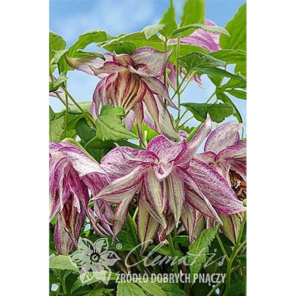 Клематис Пинк Сюрпрайз C2