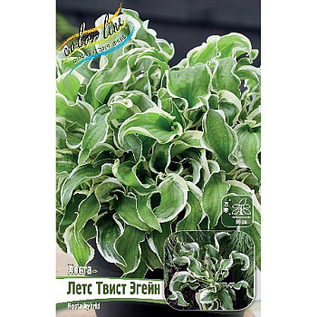 Хоста Летс Твист Эгейн 1 n 1 шт