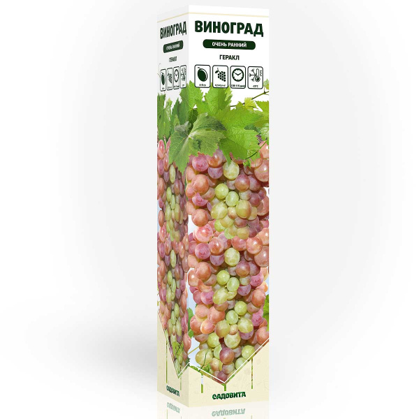 Виноград Геракл очень ранний Садовита