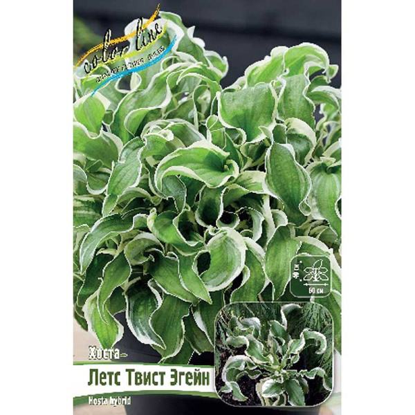 Хоста Летс Твист Эгейн 1 n 1 шт