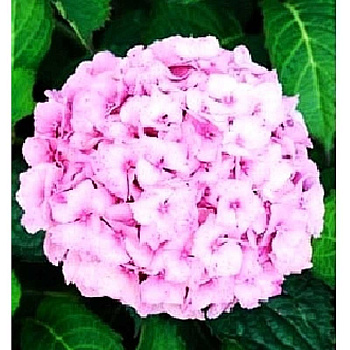 Гортензия Крупнолистовая Боденси P12