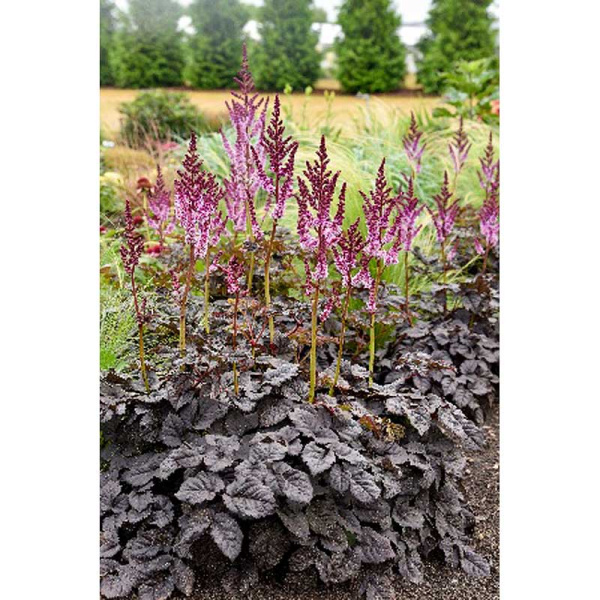 2154 Биг-Пак Астильба Дарксайд Оф Зе Мун I 25 шт