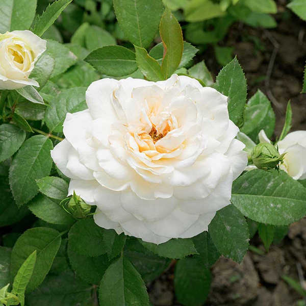 Роза Флорибунда Лионс Роуз Садовита