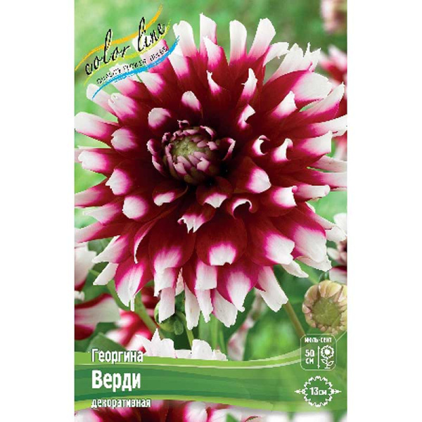 Георгина Верди I 15 шт Шоу-бокс 9021