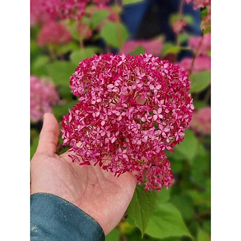 Гортензия Древовидная Кандибелле Сорбет P9