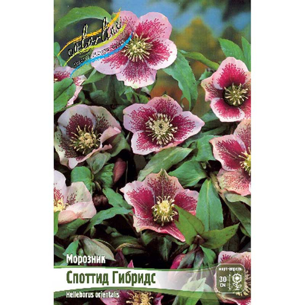 Морозник Споттид Гибридс I 1 шт