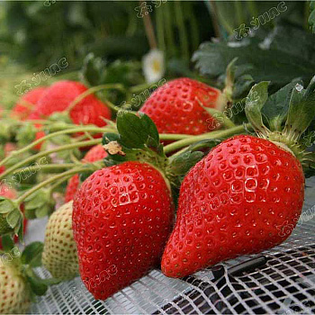 Земляника садовая Алина (цена за 40 шт) ОСП