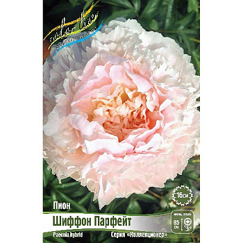 Пион Шиффон Парфейт 2/3 n 10 шт Биг-Пак 9814