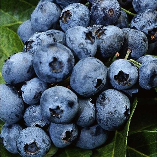 Голубика Бригита Блю P9