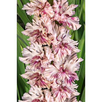 Гладиолус Тот Самый Мюнхгаузен 8/10 5 шт, Садовита 