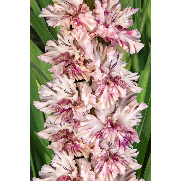 Гладиолус Тот Самый Мюнхгаузен 8/10 5 шт, Садовита 